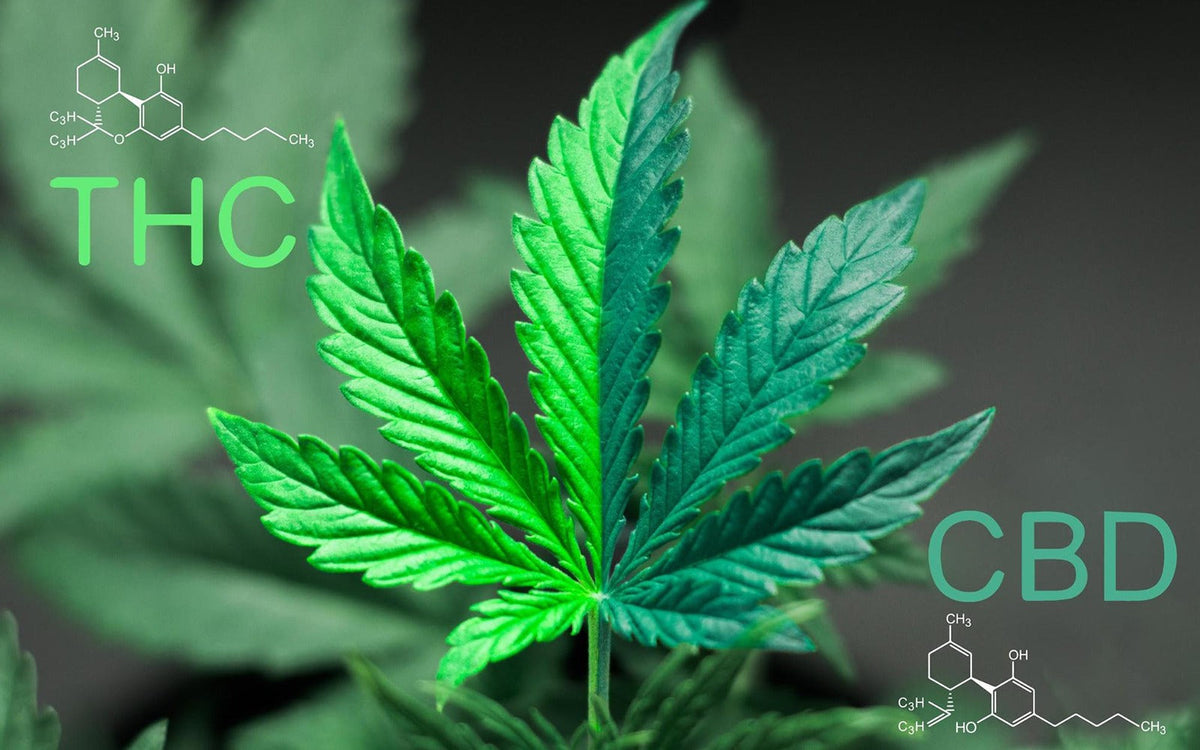 THC Levels laws in CBD products Hempire Gardens