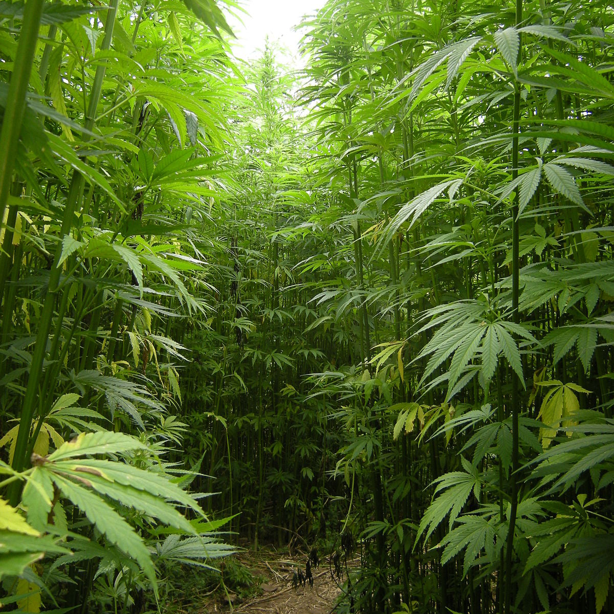 The Hemp Revolution in Europe