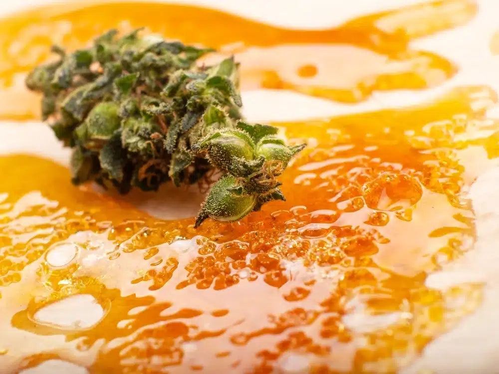 “Close-up of golden cannabis distillate forming a droplet as it drips from a tool, with a cannabis flower visible in the background.”
