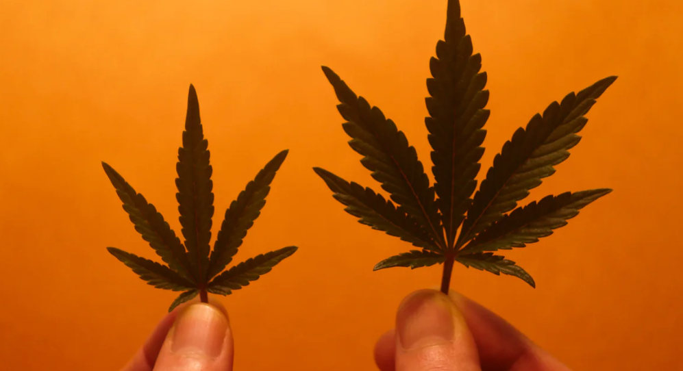 HHC flower vs Delta-8 THC: Which is better?