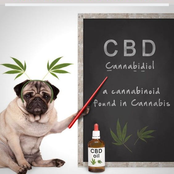 CBD And Your Pets At Home In The Lockdown