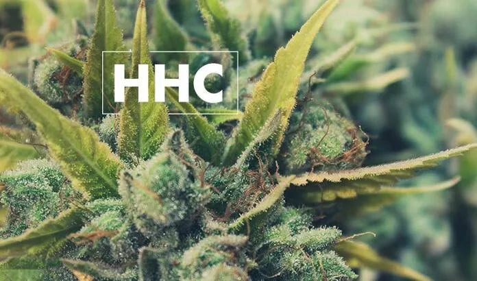 Exploring the Benefits of HHC: A Comprehensive Guide