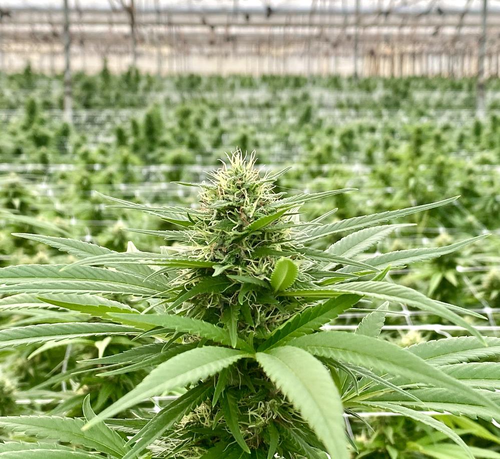 THC-O - THC-O derived from the hemp plant, robustly psychoactive