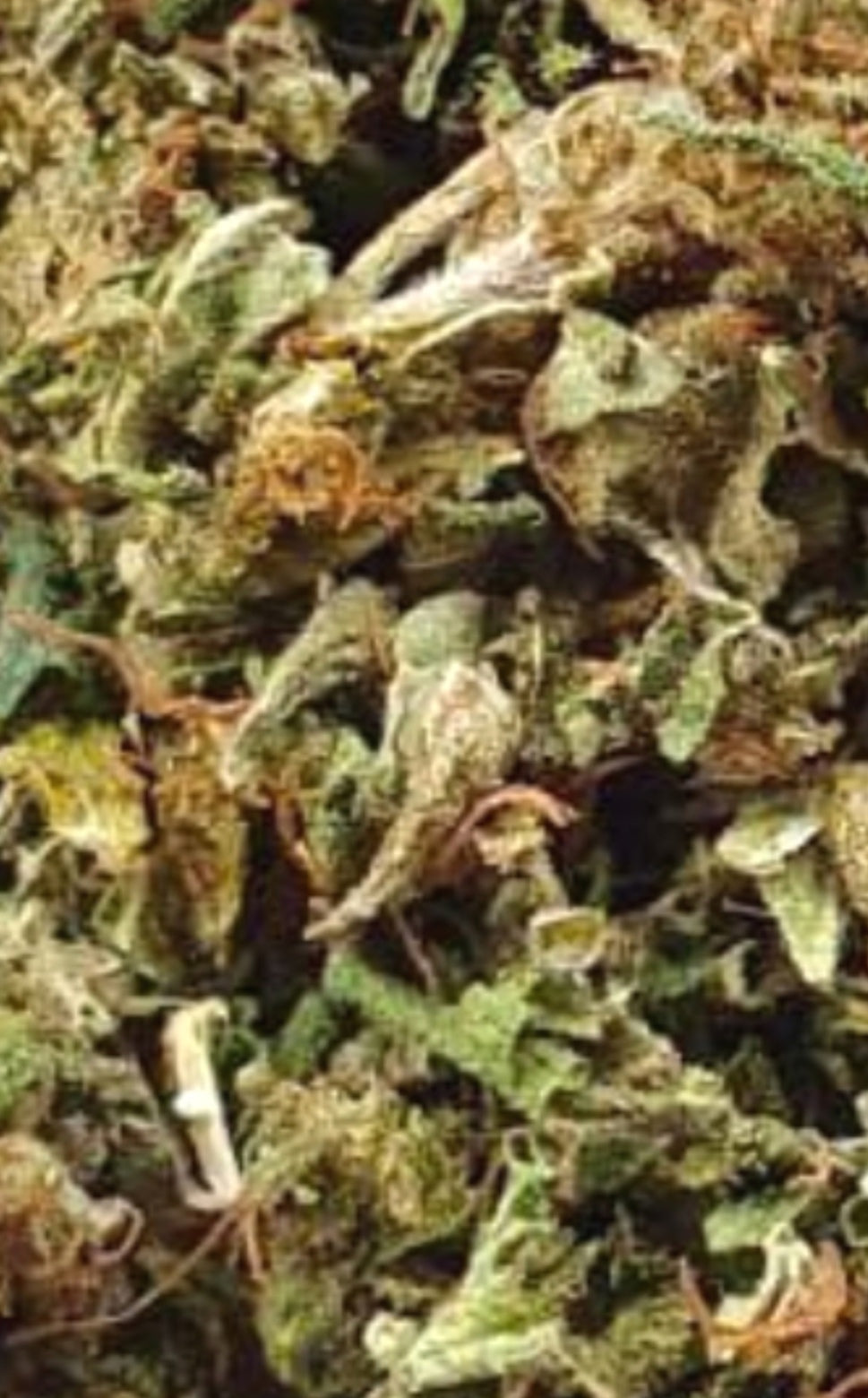 LUSCIOUS GREEN, SPICY, EARTHY NOTES