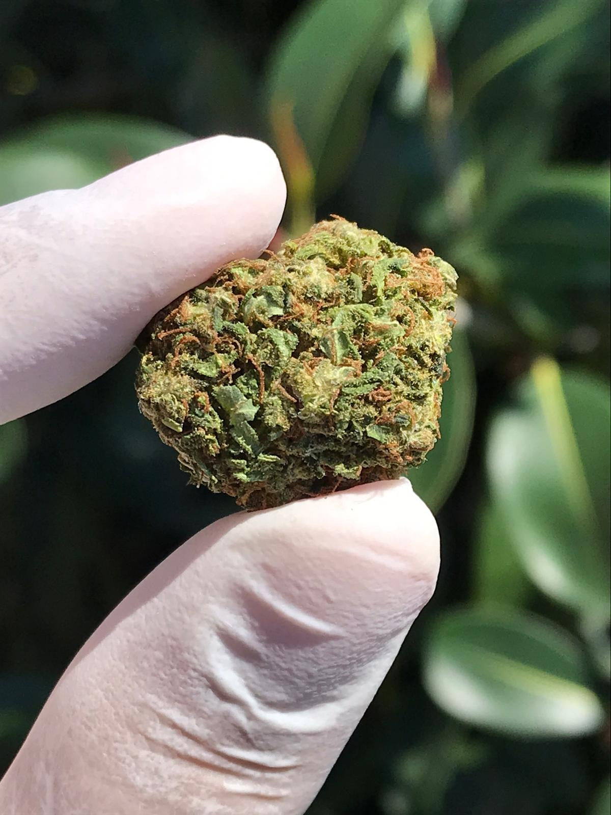Top 5 Benefits of Using CBD Flowers for Wellness