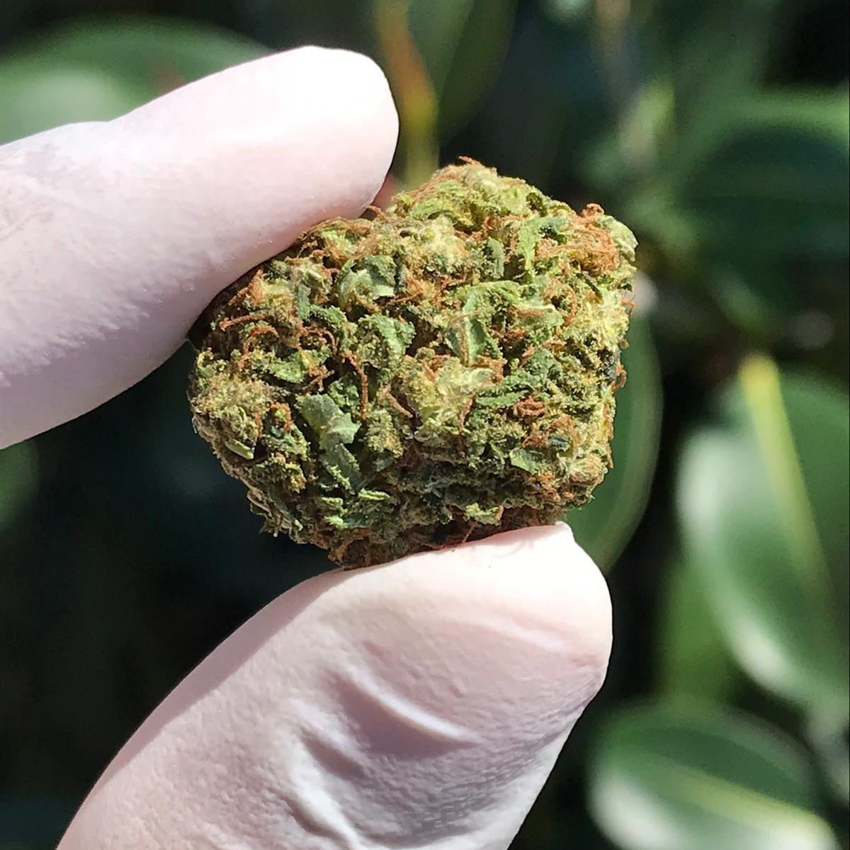 Top 5 Benefits of Using CBD Flowers for Wellness