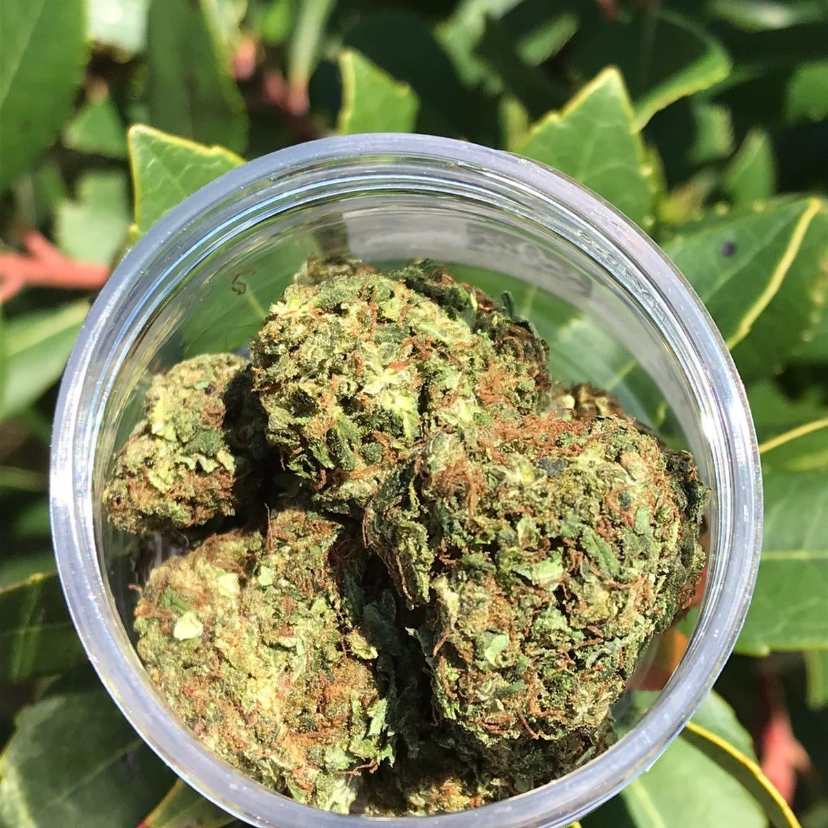 The Ultimate Guide to CBD Flowers: Benefits, Usage, and Strains