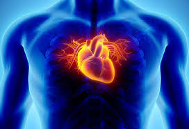CBD (Cannabidiol) and Heart Disease