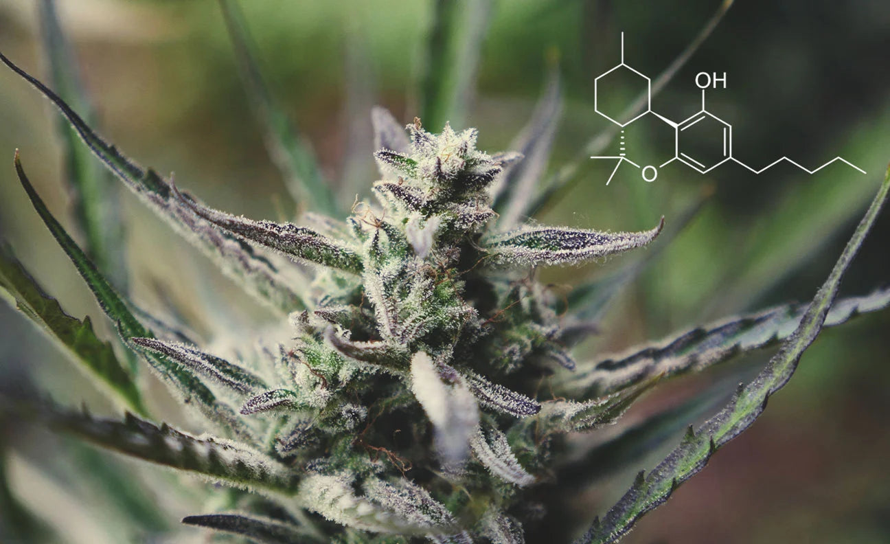 The Science Behind HHC: How it Works in the Body