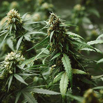 HHC-P flower in Europe: a full guide