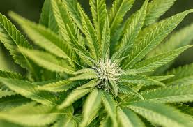 Delta 8 - Delta 8 THC (tetrahydrocannabinol), the mildly psychoactive cannabinoid produced from CBD (cannabidiol)