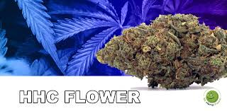 HHC (Hexahydrocannabinol) - Kaufen Sie HHC (Hexahydrocannabinol) Flower in Großbritannien und Irland