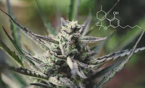HHC (hexahydrocannabinol) - derived from the cannabis plant