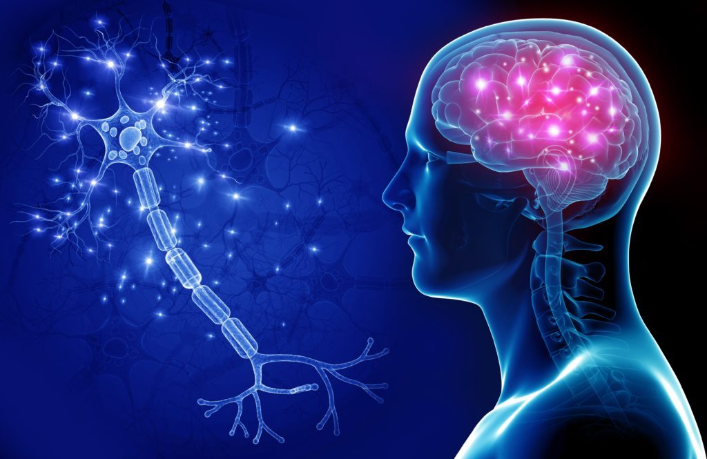 CBD CONNECTS TO OUR OWN ENDOCANNABINOID SYSTEM