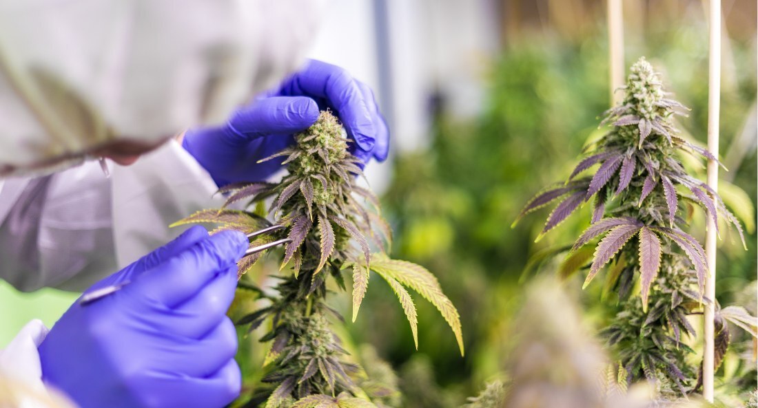 Sustainable CBD: Why Hemp Shake is an Eco-Friendly Choice in the UK