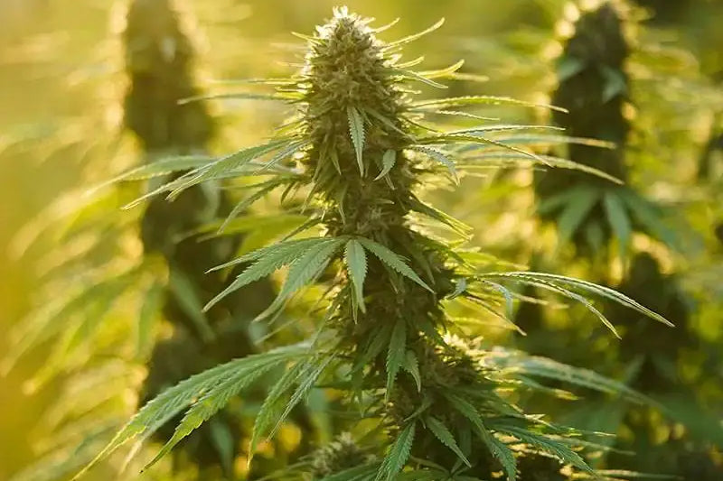 How to Find the Best Wholesale CBD Flower & Shake in the EU