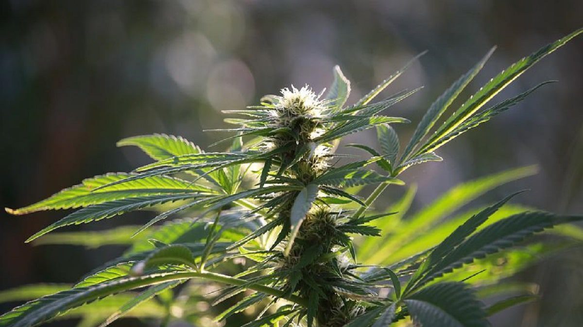 From Our Farm to Your Paper: How Hemp Blends Are Made