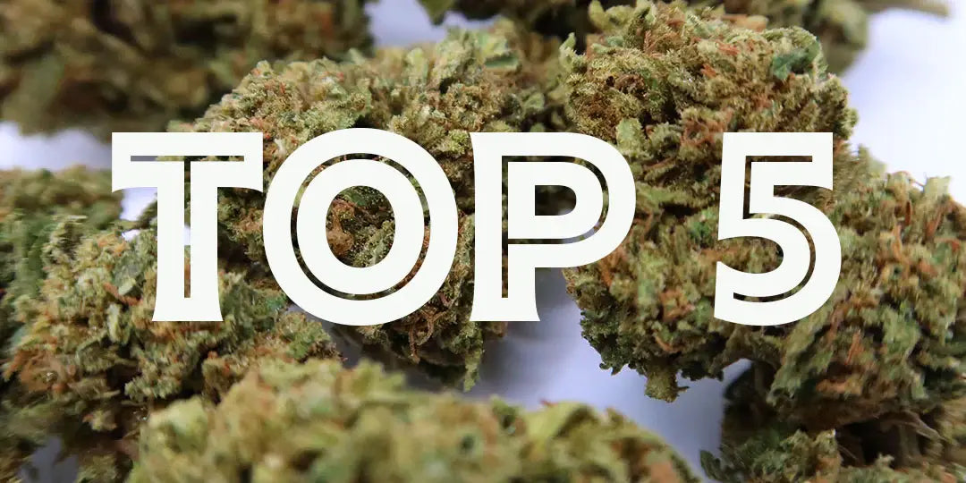 Top 5 Strongest CBD Flower Strains for Relaxation and Focus