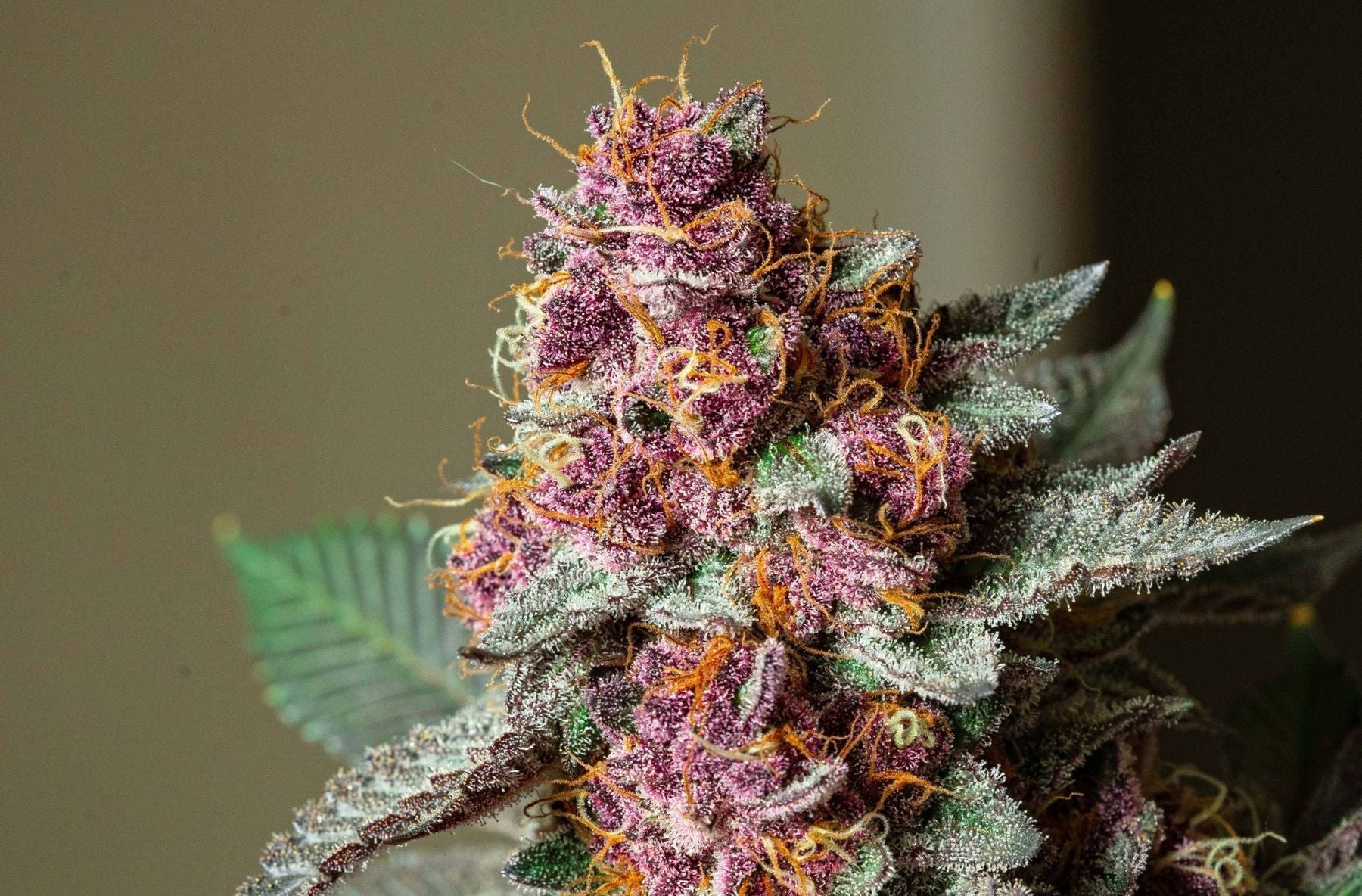 How to Spot High-Quality CBD Flower: A Buyer’s Checklist