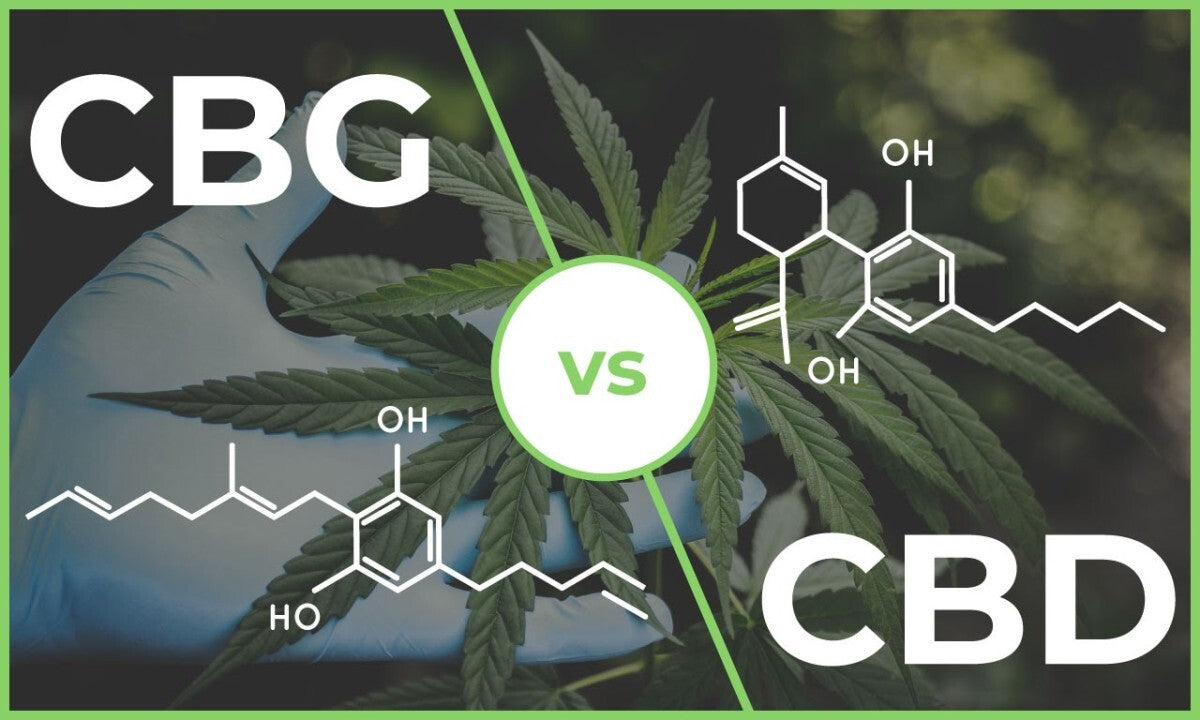 How Our CBD and CBG Distillates Are Made: From Hemp to Oil