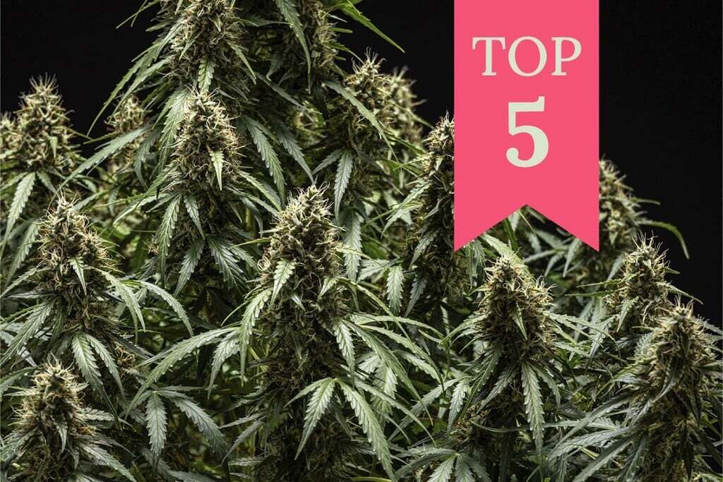 Top 5 CBD Flower Strains in Europe for Relaxation and Focus (2025 Edition)