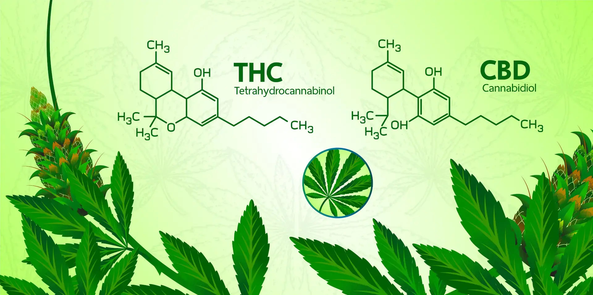 CBD Flower vs. THC: What European Consumers Should Know in 2025
