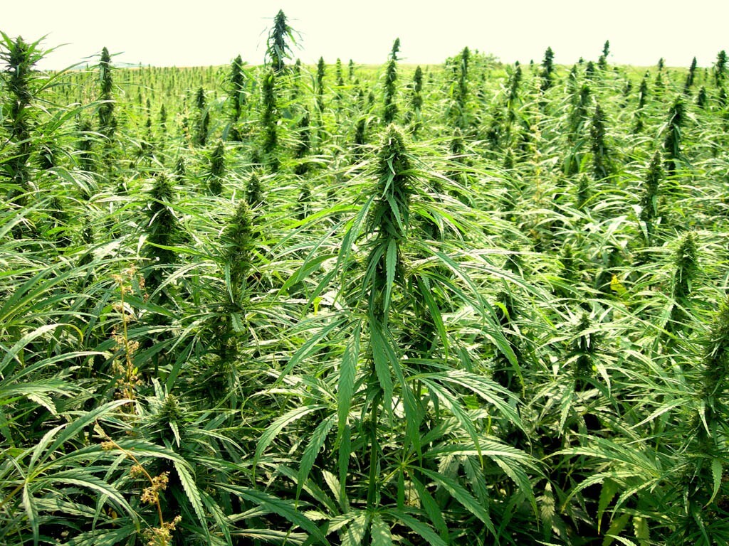 How CBD Flower Is Grown and Processed in Europe – From Seed to Sale