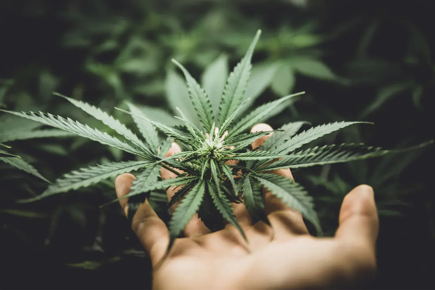 The Rise of Organic CBD Flower in Europe: What Makes It Different?