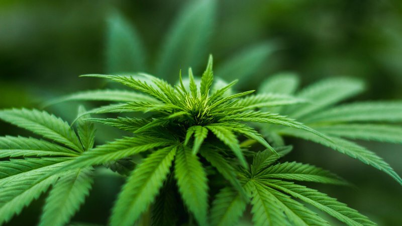 Top 5 EU GMP Suppliers for Minor Cannabinoid Isolates in 2025