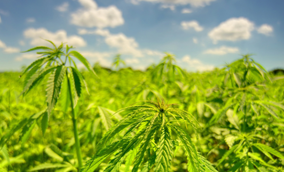 The Smoothest Hemp Blends in Europe: What to Expect from Our New Launch