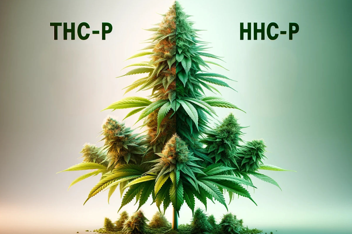 HHCP vs THC-P: Which Cannabinoid Is More Potent?