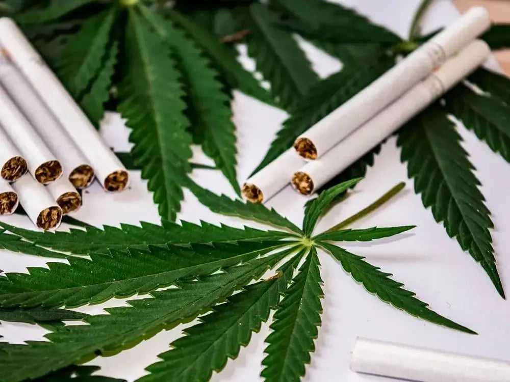 The Rise of Hemp Tobacco Substitutes in the UK: A Healthier Way to Roll