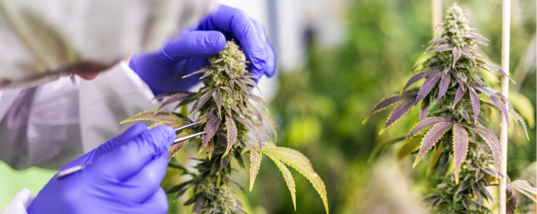 Sustainability in the UK CBD Flower Industry: Eco-Friendly Farming and Beyond