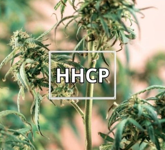 How HHCP Is Made From Hemp to High Potency Cannabinoid