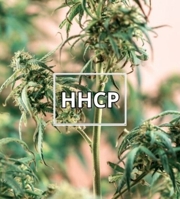 How HHCP Is Made From Hemp to High Potency Cannabinoid