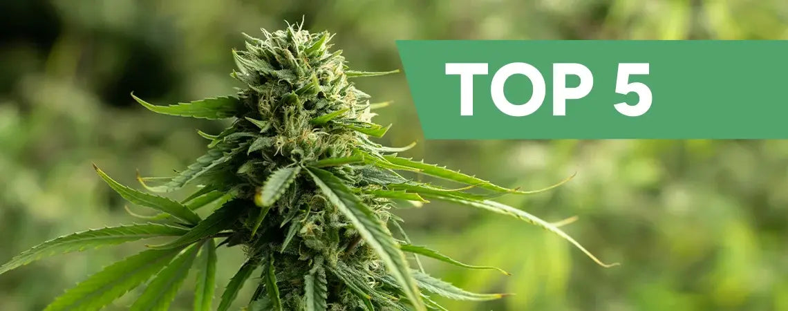 The 5 Best CBD Flower Strains to Buy in Europe Right Now (Lab-Tested &amp; EU-Legal)