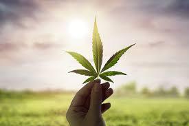 HHCP vs HHC: Key Differences in Potency, Effects, and Legality