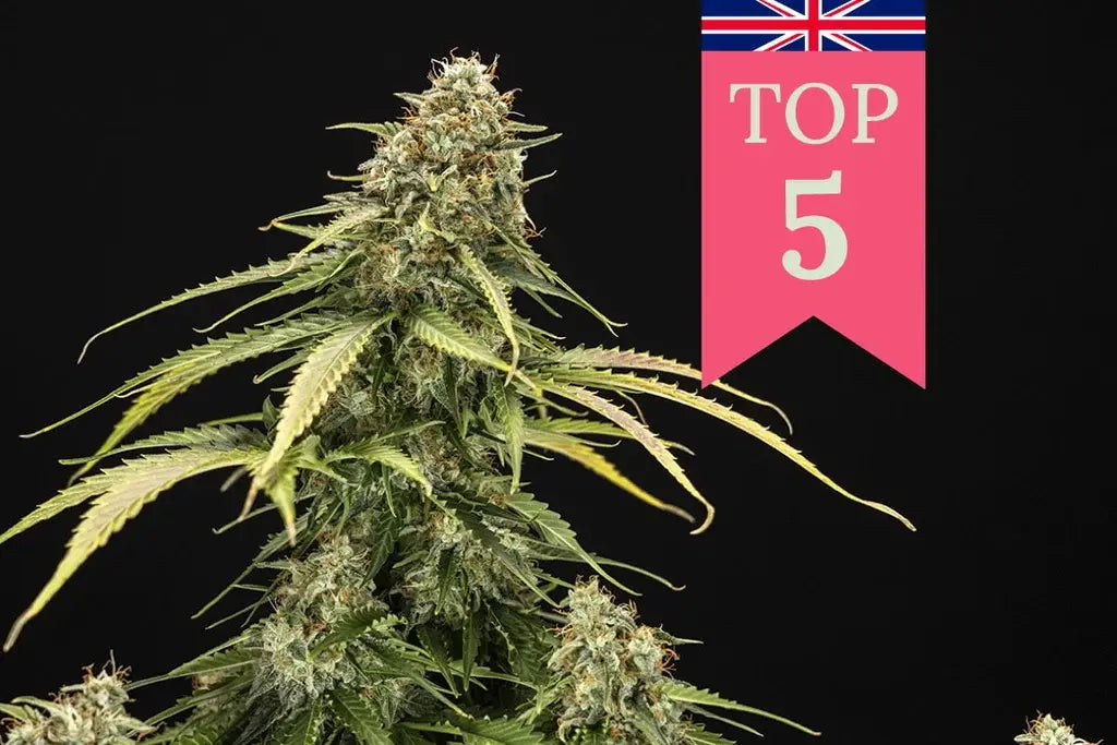 Top 5 CBD Flower Strains to Try in the UK