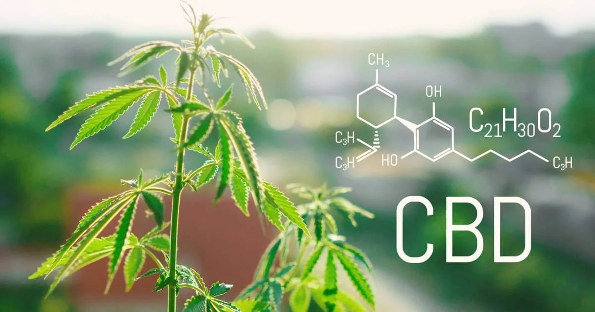 Cannabidiol (CBD) - Everything You Need to be Aware of