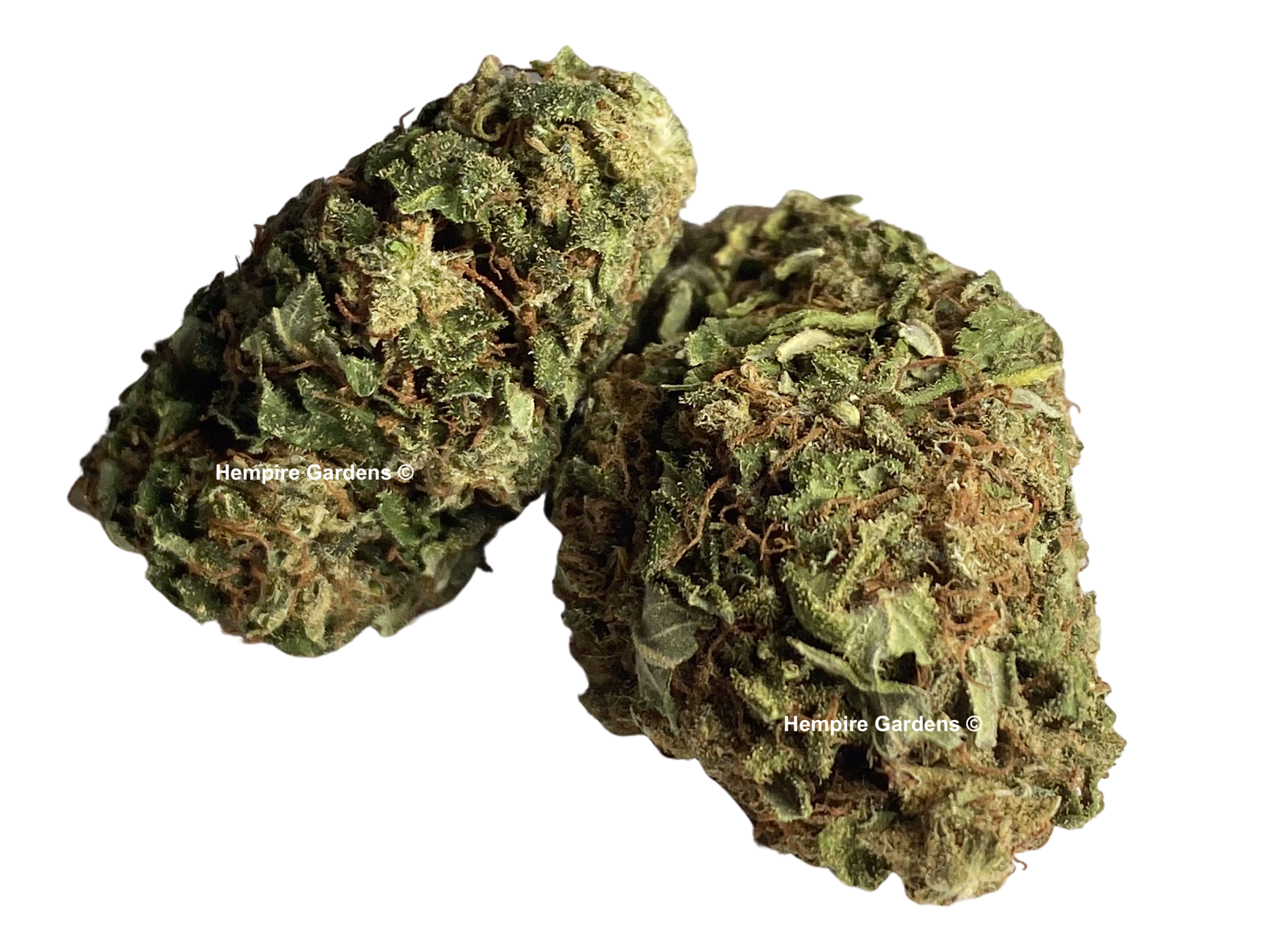 CBD Flower