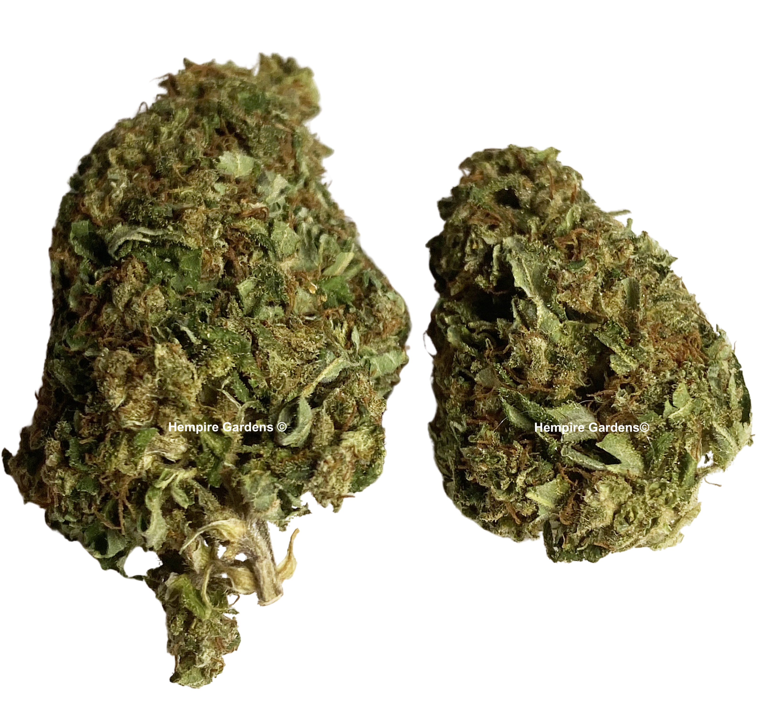 Blueberry Cookies Strain